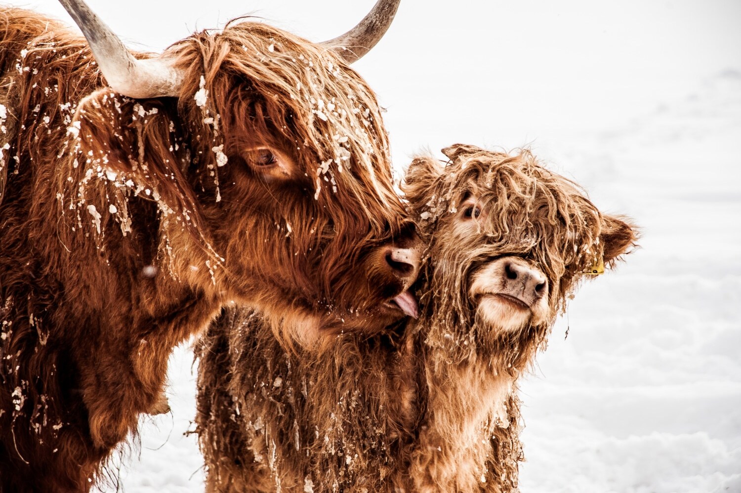 Scottish Cow Bovine and Calf Scottish Cow Bovine and Calf