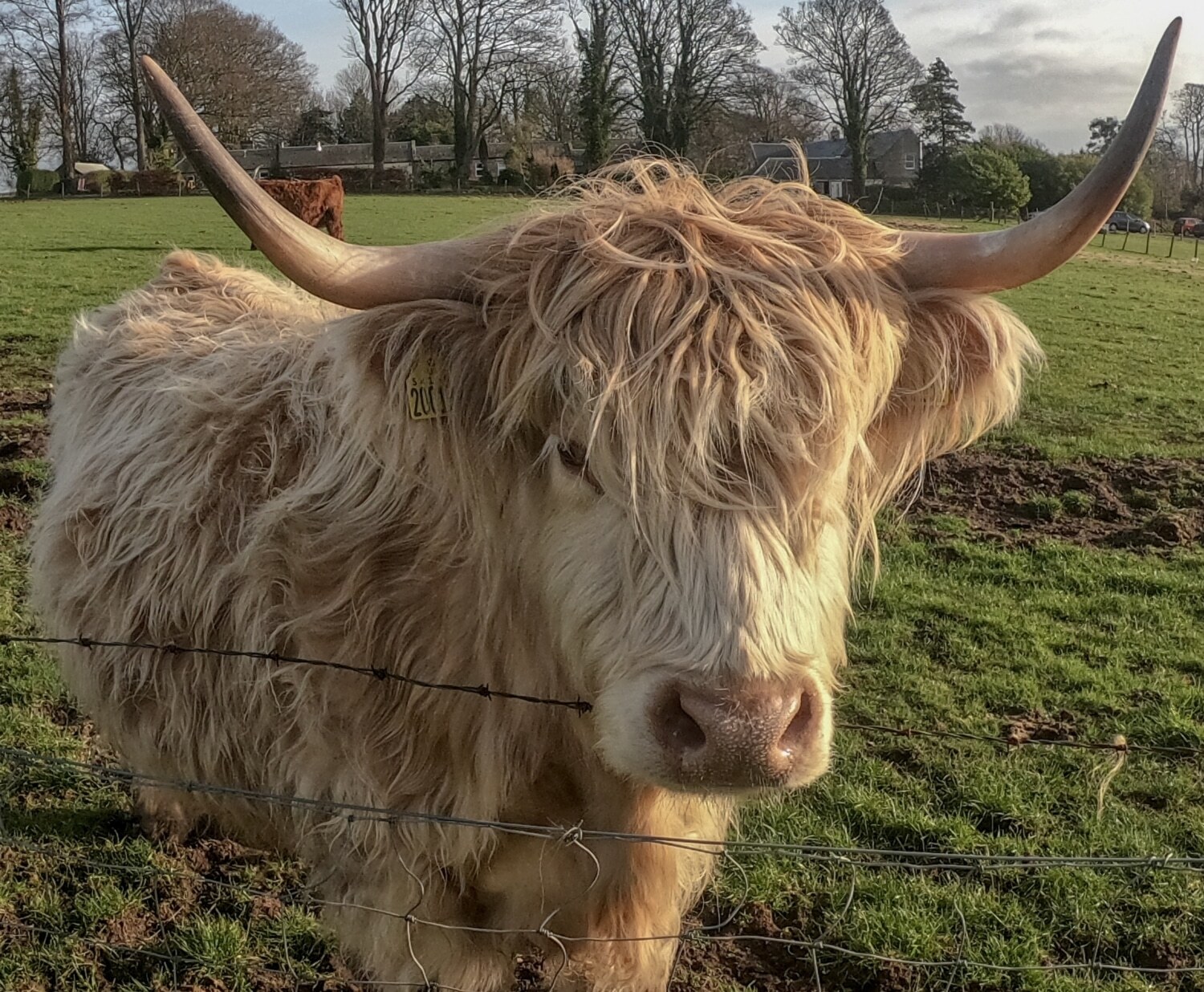 A Highland coo in an enclosure A Highland coo in an enclosure
