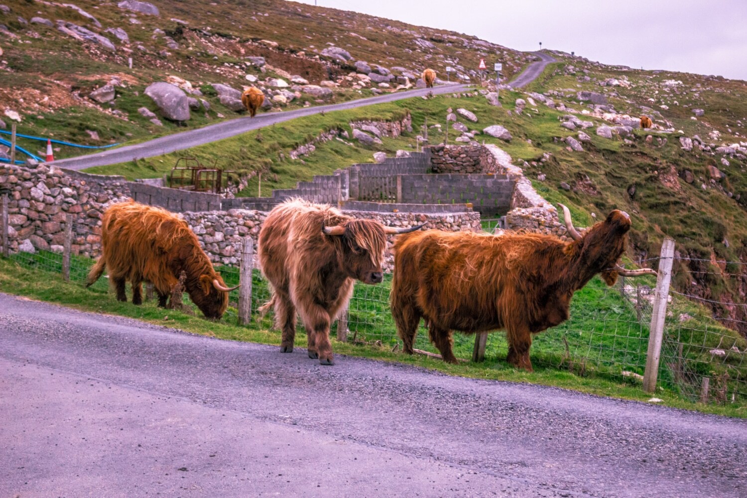 Highland Coos Highland Coos, Outer Hebrides