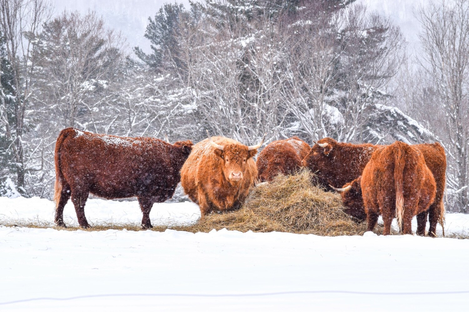 Highland Coos eating hay in winter Highland Coos eating hay in winter