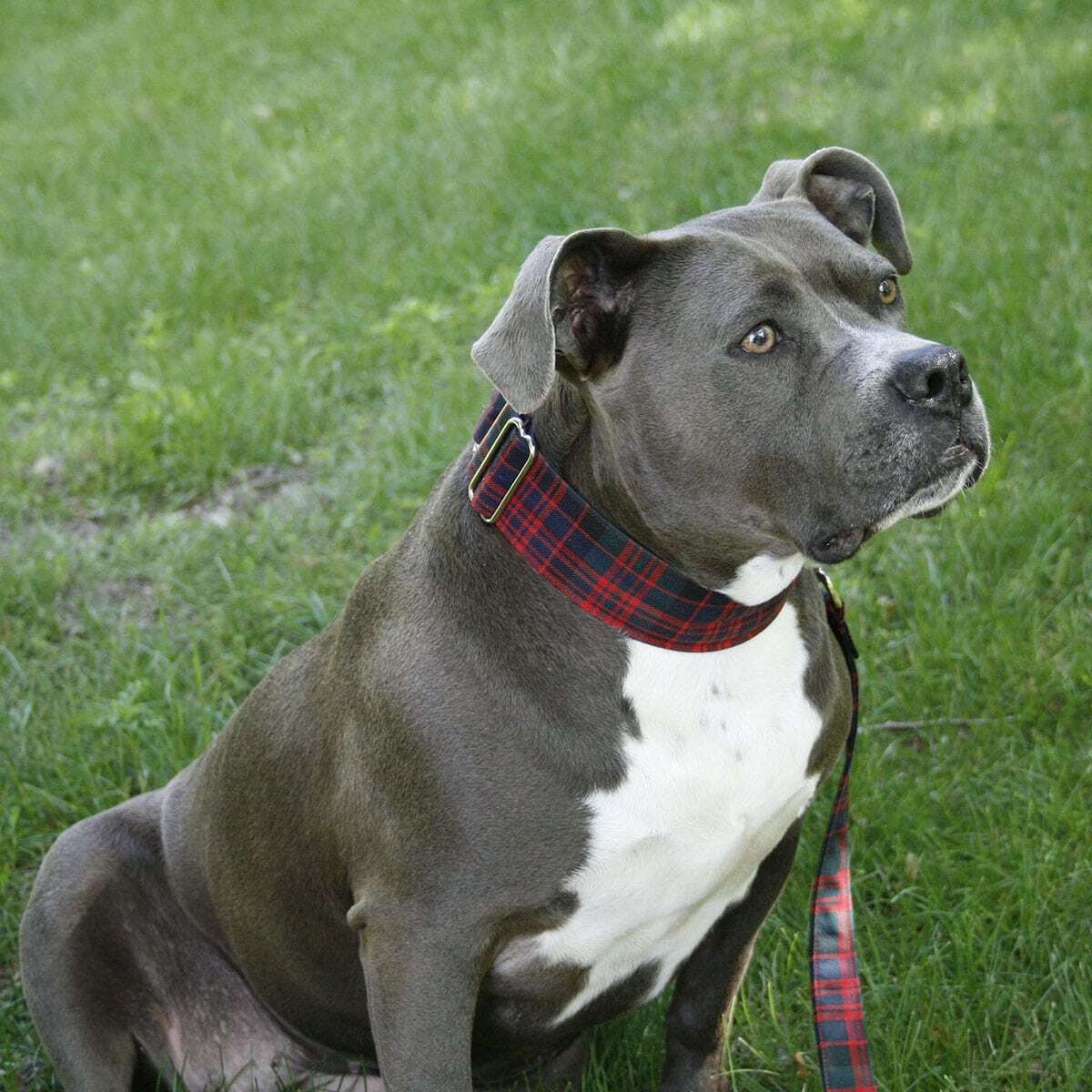 Tartan dog collar Tartan dog collar