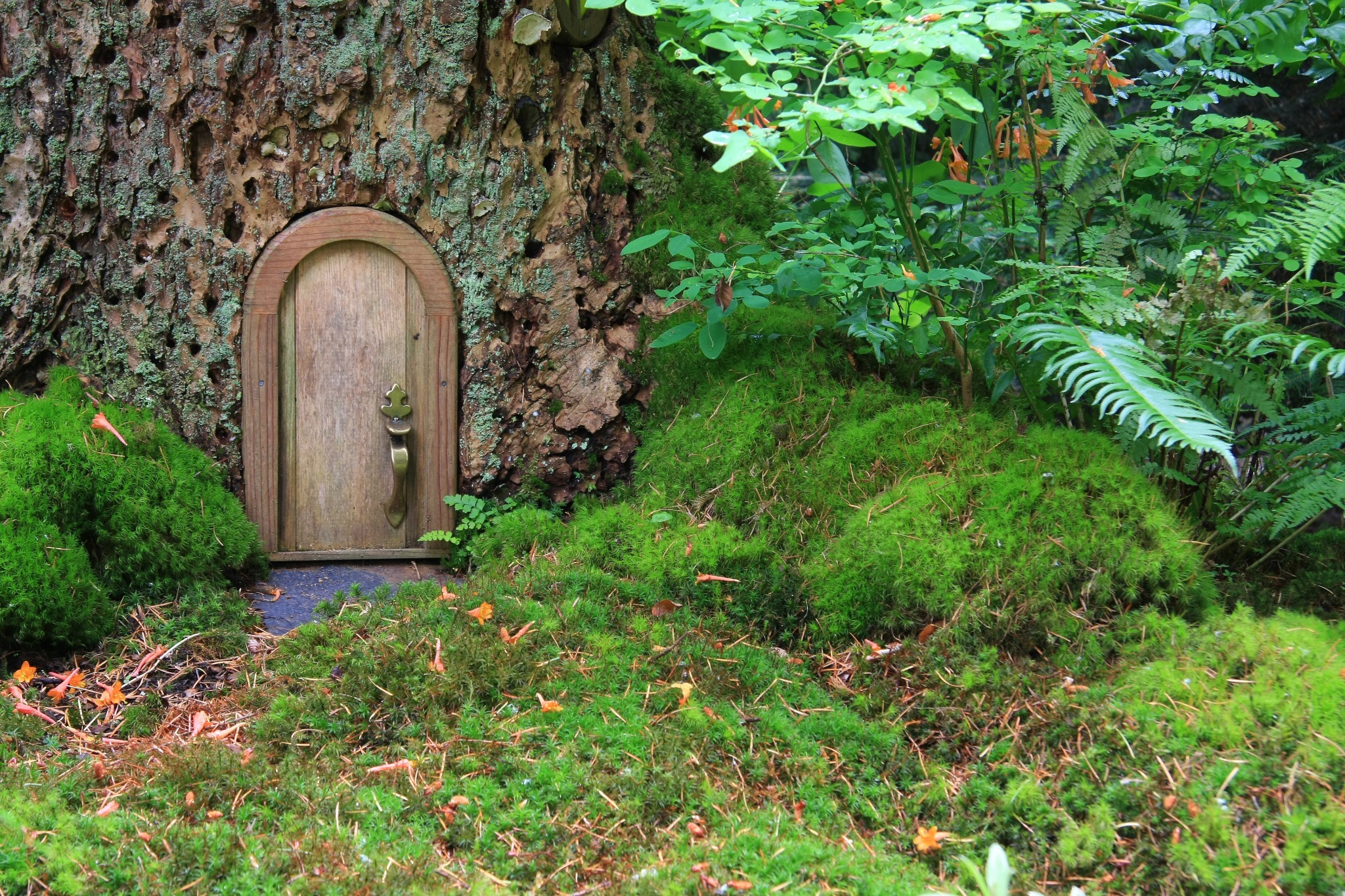 A fairy garden with a small door in a tree to celebrate Beltane. A fairy garden with a small door in a tree to celebrate Beltane.