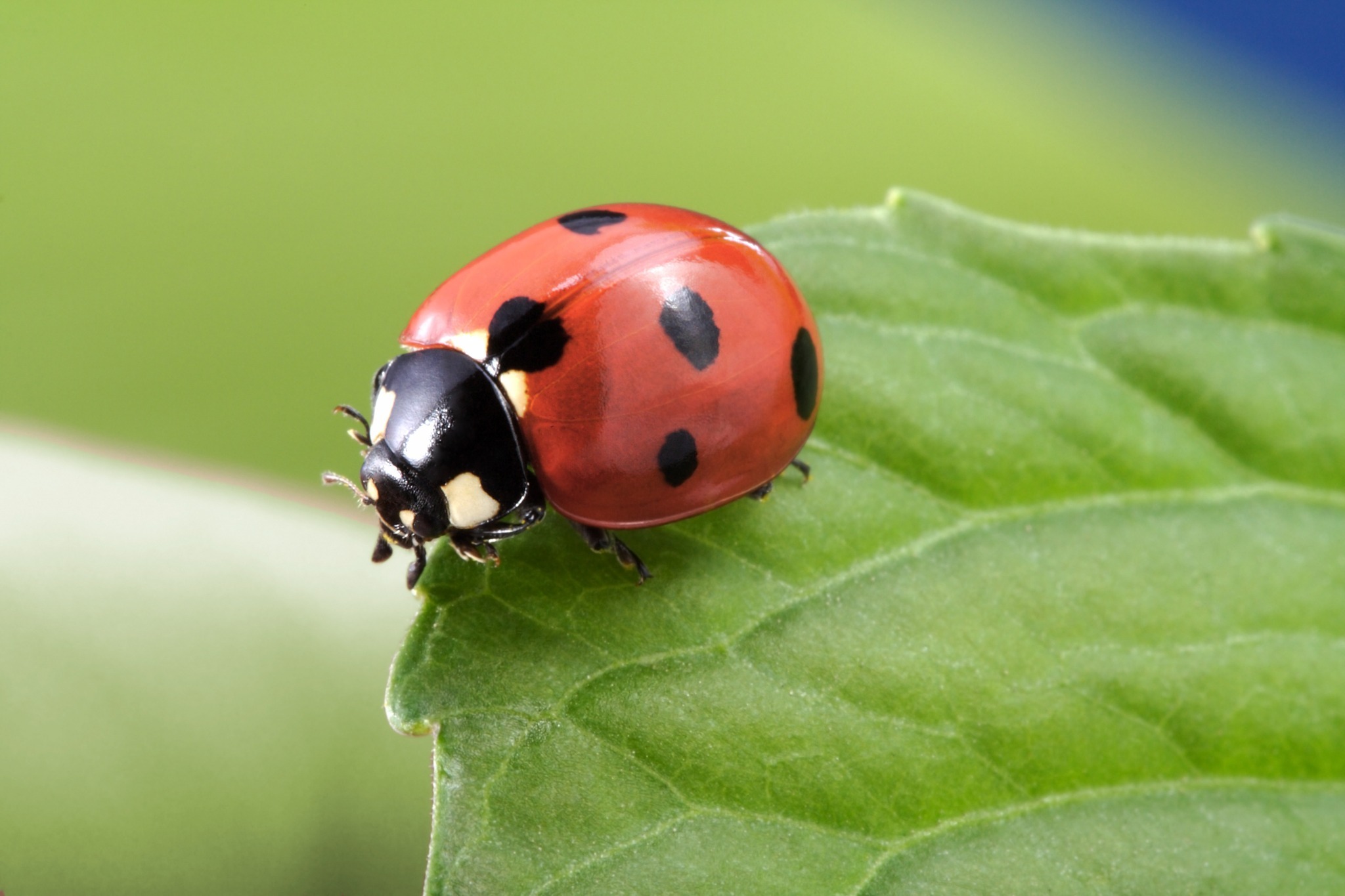 A lady bug on a leaf. A lady bug on a leaf. Buwch goch gota is a Welsh word that is a term of endearment, and means ladybug.