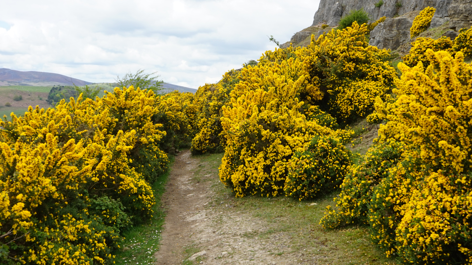 Photo of Gorse growing around a dirt path Photo of Gorse growing around a dirt path