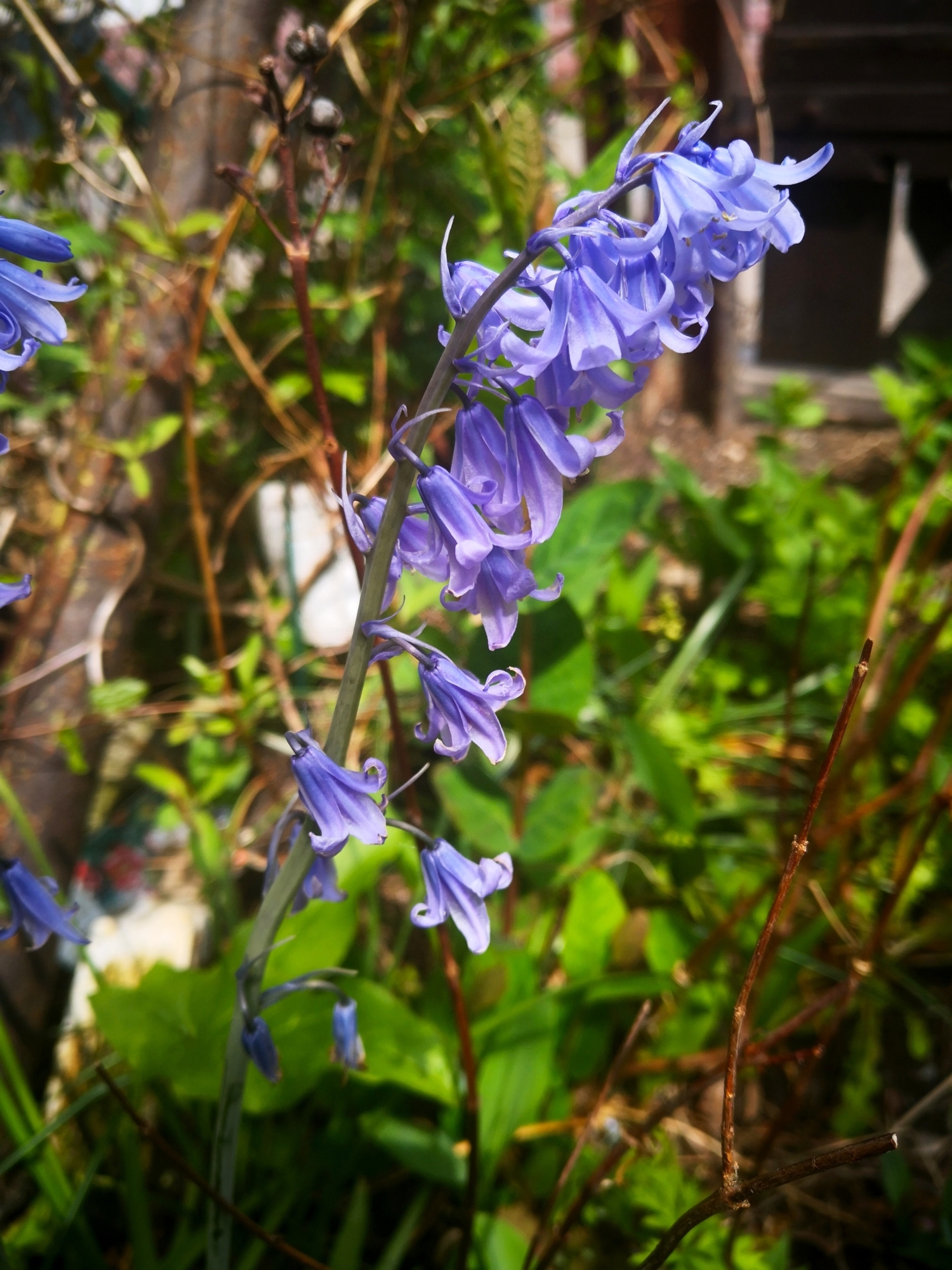A scottish bluebell plant in the woods A scottish bluebell plant in the woods