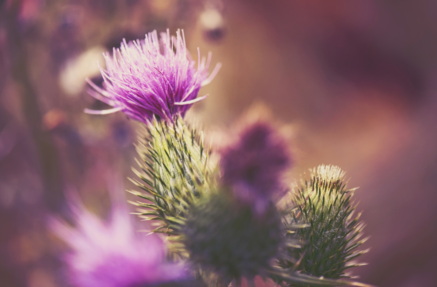 Close up photo of Scottish Thistle Close up photo of Scottish Thistle