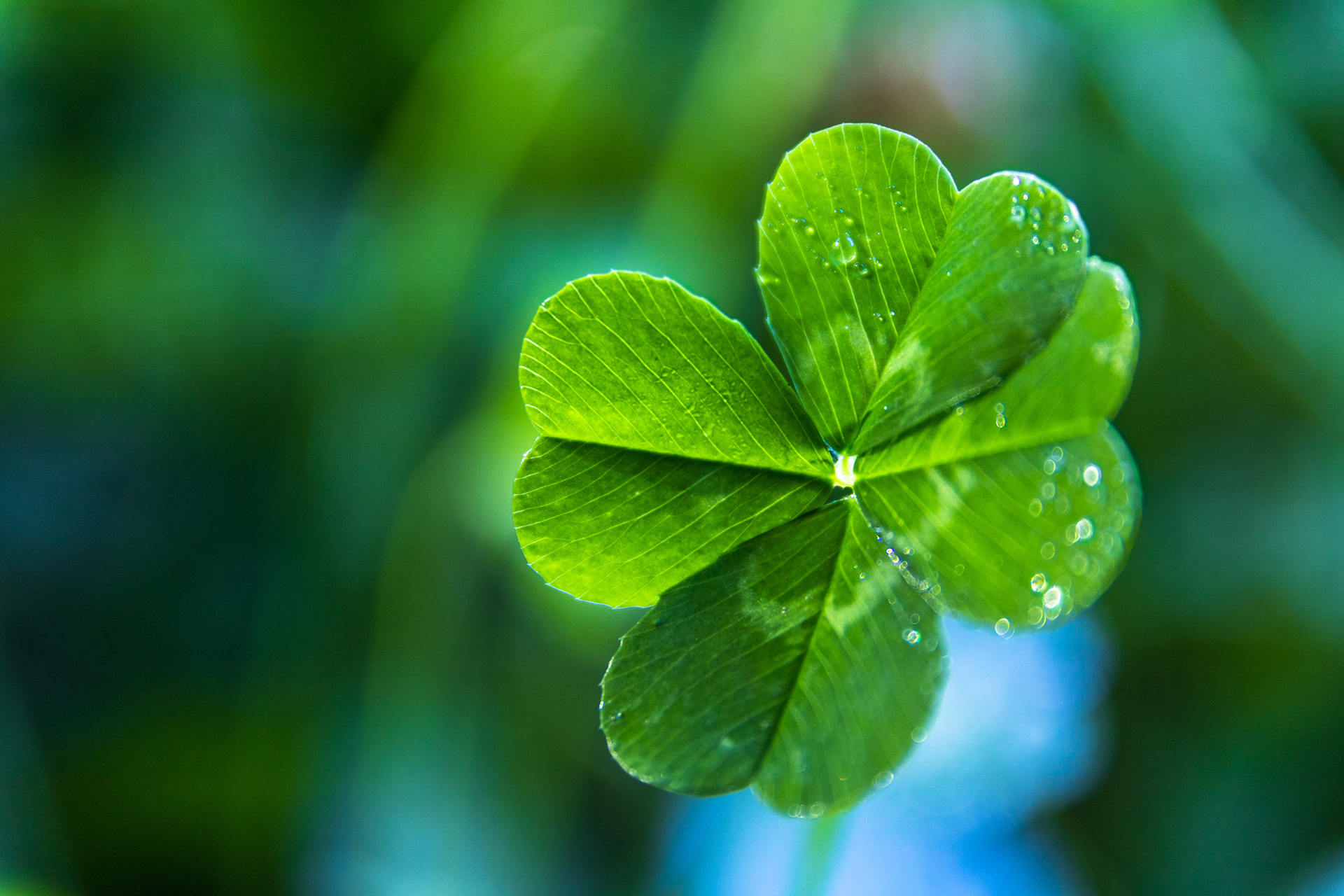 A close up of a real green 4-leaf clover with dew on it and a blue and green soft-focus background
