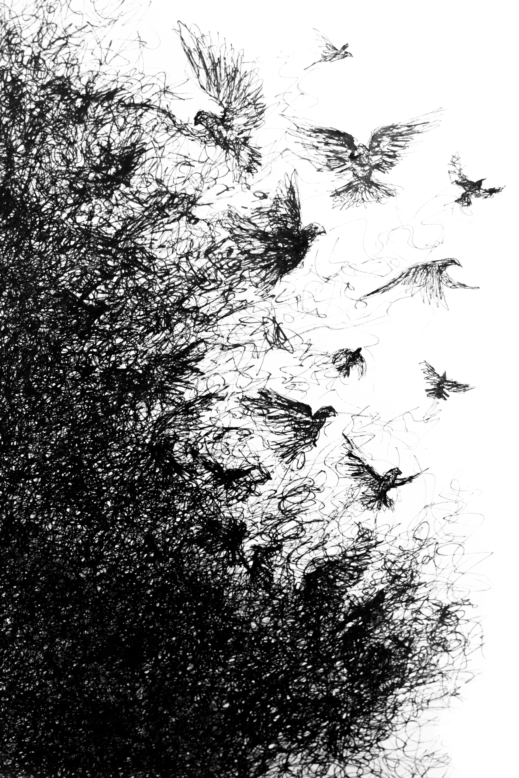 A drawing of birds depicting "the Host" Scottish Monster