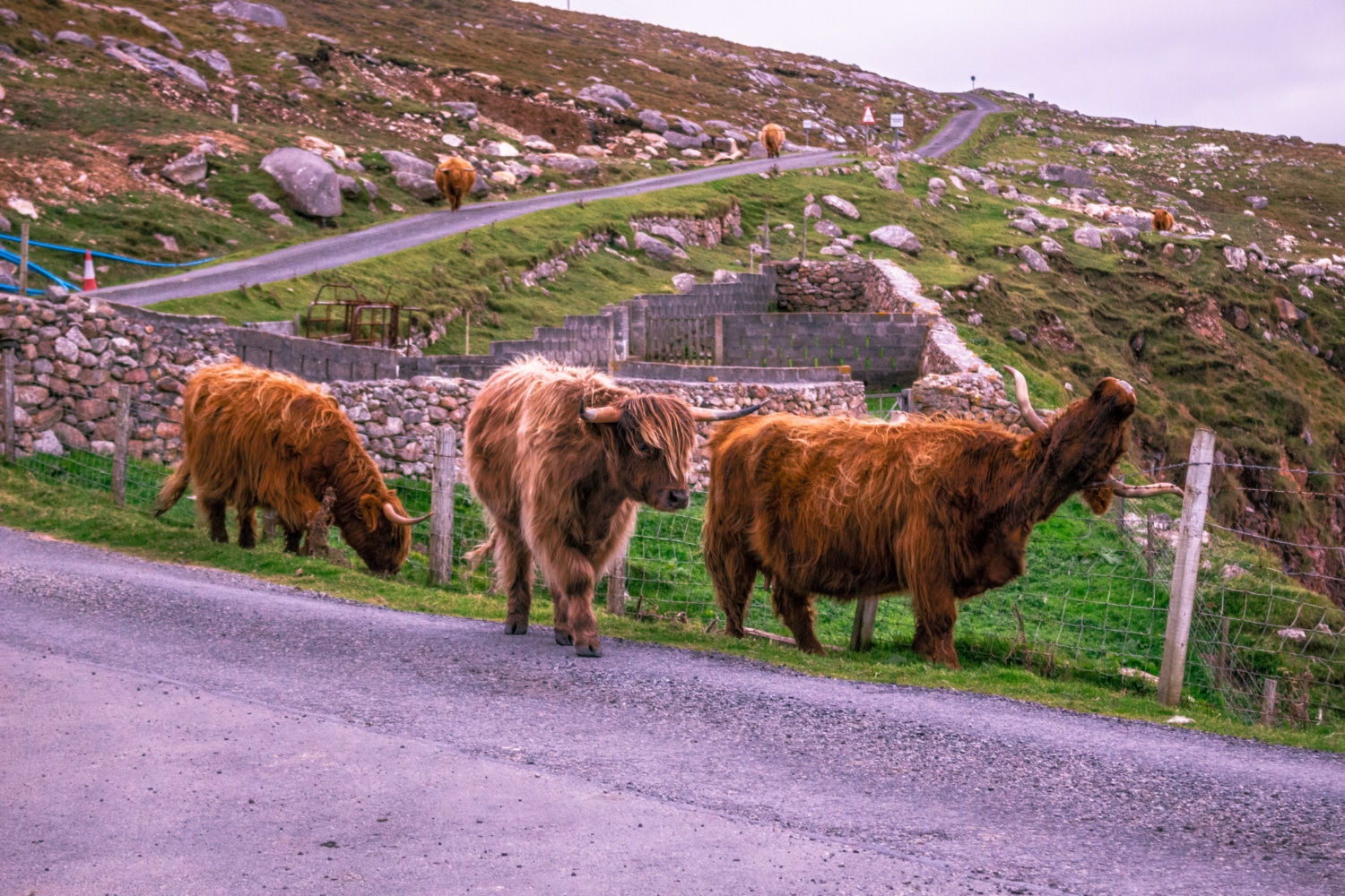 Highland Coos, Outer Hebrides