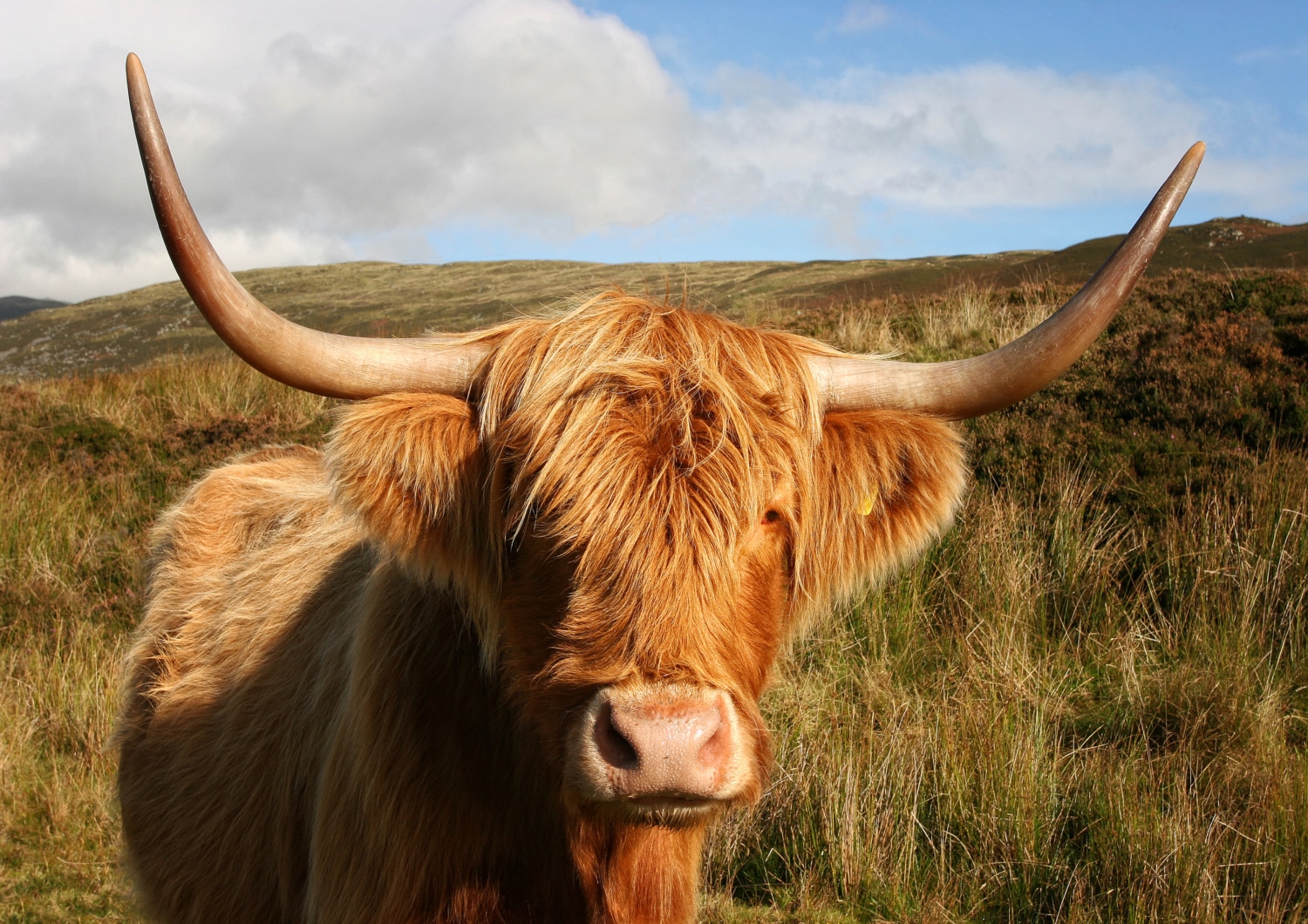 Scottish Highland Coo