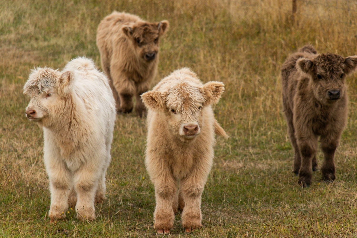 Highland Coo calves