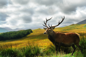Scottish Stag in a Field